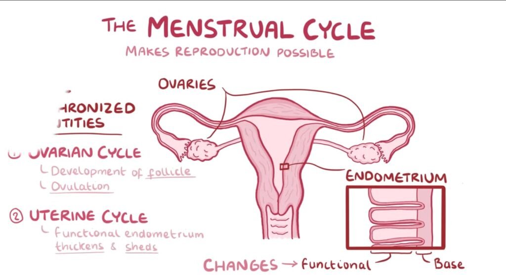 Menstrual Disorders