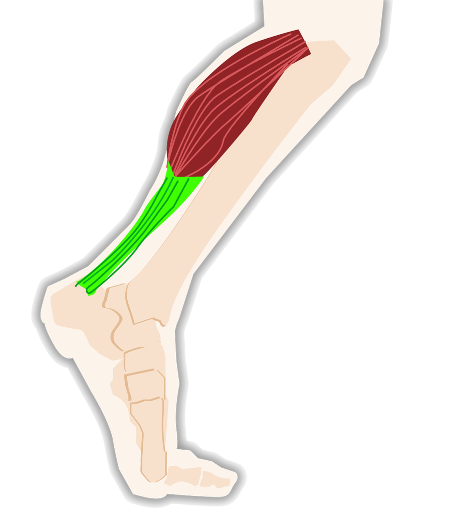 triceps, calf, tendon-4008180.jpg